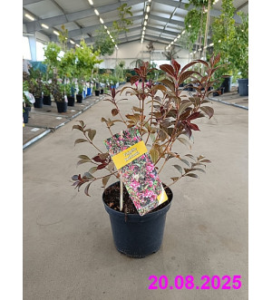 Weigela florida 'Victoria' C 2,5 L